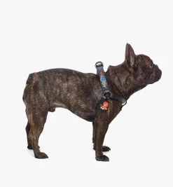 Haru, Henry, Kaiser Hundegeschirr In Visetos