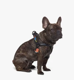Haru, Henry, Kaiser Hundegeschirr In Visetos