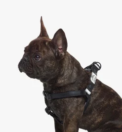 Hundegeschirr In Checkerboard Visetos