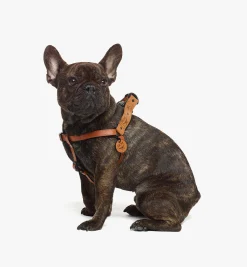Hundegeschirr In Visetos