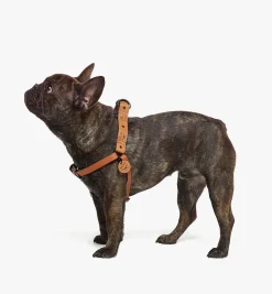 Hundegeschirr In Visetos