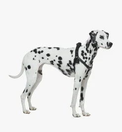 Hundegeschirr In Visetos