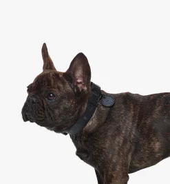 Hundehalsband In Visetos