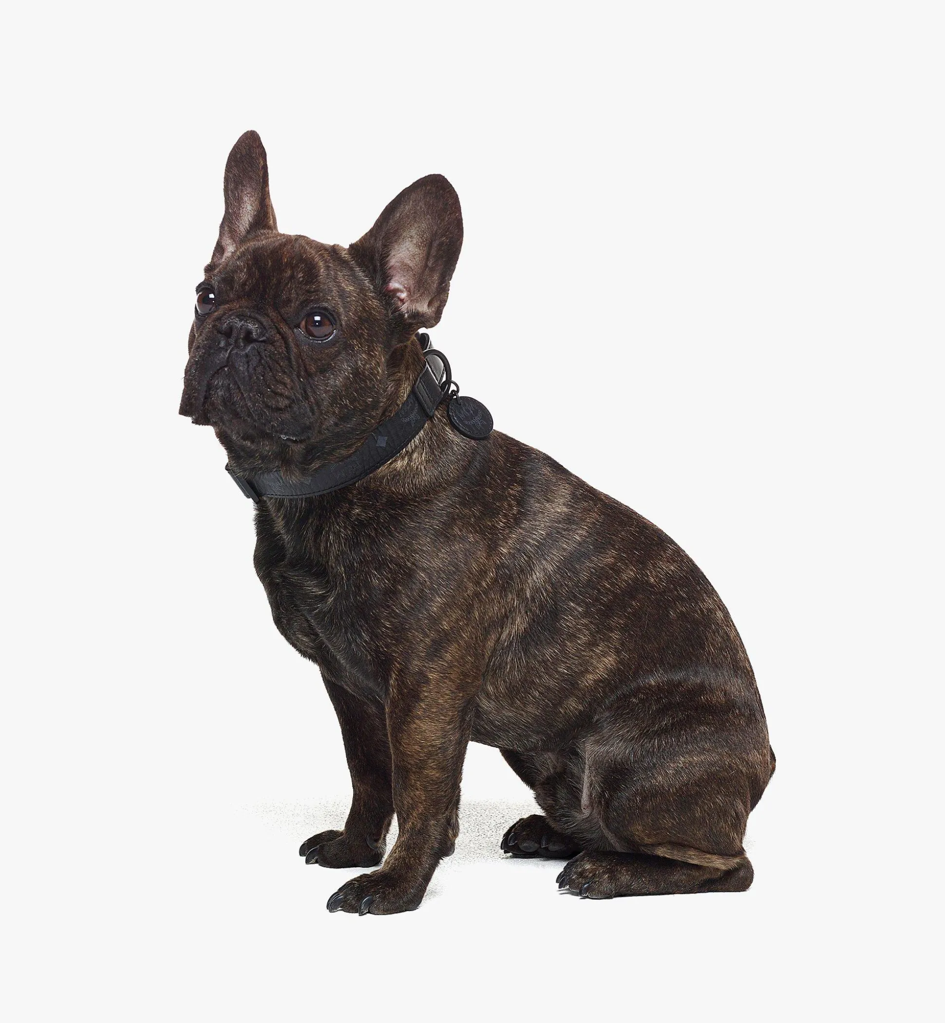 Hundehalsband In Visetos