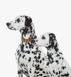 Hundehalsband In Visetos